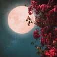 How to Get the Most Out of April’s Pink Moon, According to an Astrologer