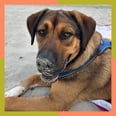 I Spoke to an Animal Communicator and Learned My Dog Thinks I'm an Anxious Mess